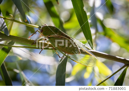 A green Cicada walking on a tree branch in a forest A green Cicada walking on a tree branch in a forest 71883001