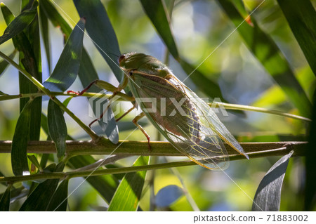 A green Cicada walking on a tree branch in a forest 71883002