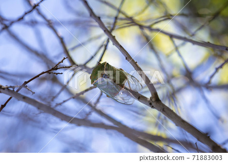 A green Cicada walking on a tree branch in a forest 71883003