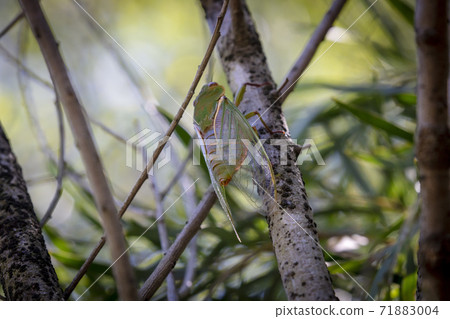 A green Cicada walking on a tree branch in a forest A green Cicada walking on a tree branch in a forest 71883004