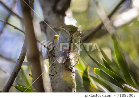 A green Cicada walking on a tree branch in a forest 71883005