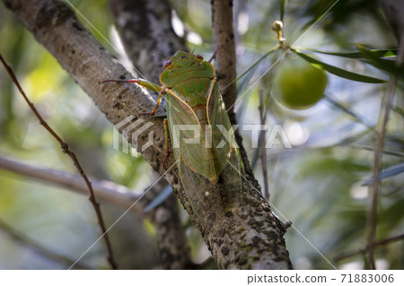 A green Cicada walking on a tree branch in a forest A green Cicada walking on a tree branch in a forest 71883006