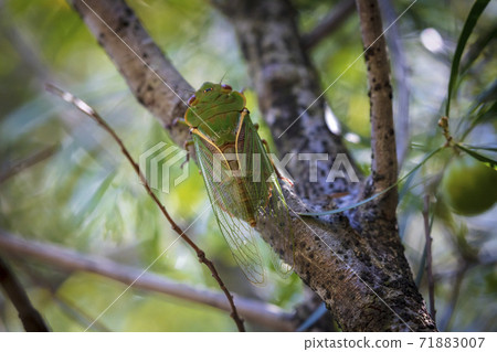 A green Cicada walking on a tree branch in a forest A green Cicada walking on a tree branch in a forest 71883007