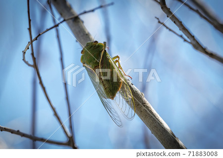 A green Cicada walking on a tree branch in a forest A green Cicada walking on a tree branch in a forest 71883008