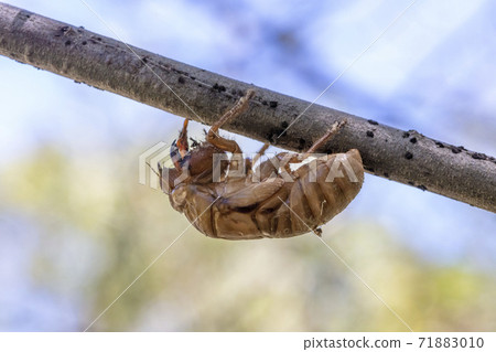Close up view of a dead Cicada on a tree branch Close up view of a dead Cicada on a tree branch 71883010
