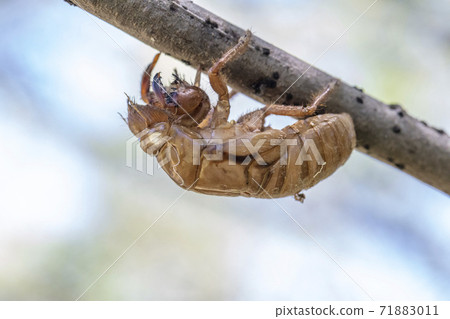 Close up view of a dead Cicada on a tree branch Close up view of a dead Cicada on a tree branch 71883011