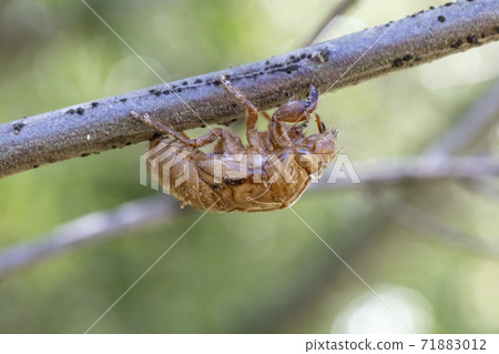 Close up view of a dead Cicada on a tree branch Close up view of a dead Cicada on a tree branch 71883012