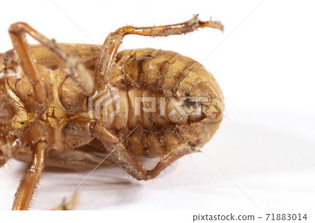 Close up view of a dead Cicada on a white background Close up view of a dead Cicada on a white background 71883014