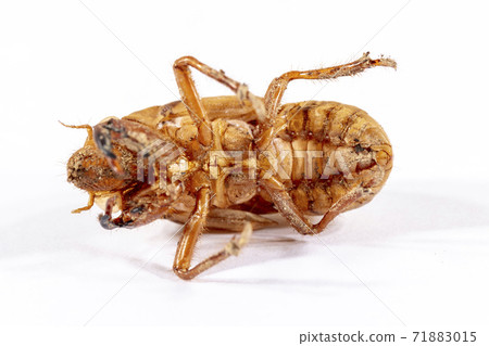 Close up view of a dead Cicada on a white background Close up view of a dead Cicada on a white background 71883015