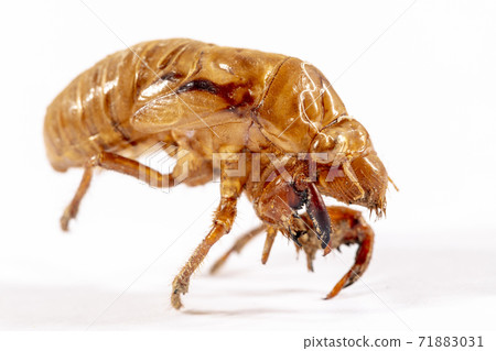 Close up view of a dead Cicada on a white background Close up view of a dead Cicada on a white background 71883031
