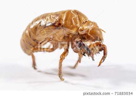 Close up view of a dead Cicada on a white background 71883034