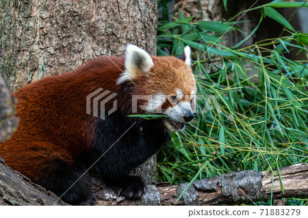 The red panda, Ailurus fulgens, also called the lesser panda. 71883279