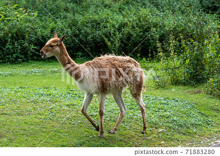 Vicunas, Vicugna Vicugna, relatives of the llama 71883280