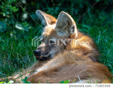 The Maned Wolf, Chrysocyon brachyurus is the largest canid of South America The Maned Wolf, Chrysocyon brachyurus is the largest canid of South America 71883308