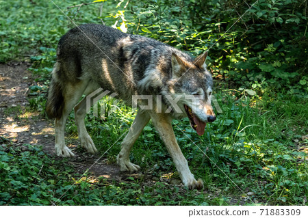 European Grey Wolf, Canis lupus in a german park 71883309