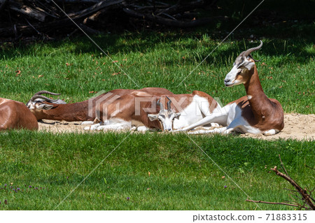 Dama gazelle, Gazella dama mhorr or mhorr gazelle is a species of gazelle 71883315