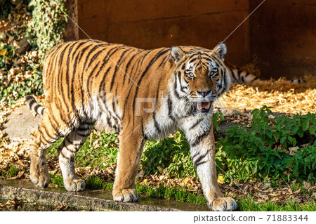 The Siberian tiger,Panthera tigris altaica in the zoo The Siberian tiger,Panthera tigris altaica in the zoo 71883344
