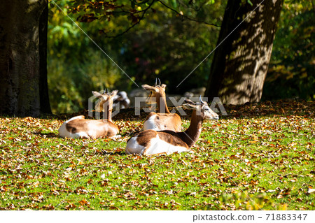 Dama gazelle, Gazella dama mhorr or mhorr gazelle is a species of gazelle 71883347