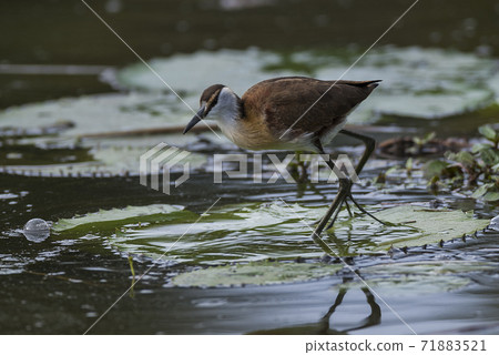 African Jacana 71883521