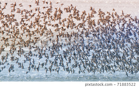 Birds flock, background 71883522