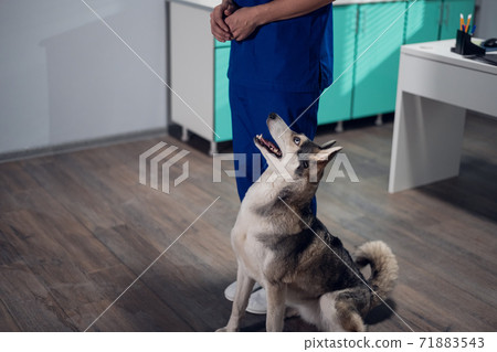 A husky dog sitting at the feet of its veterinarian in his office 71883543