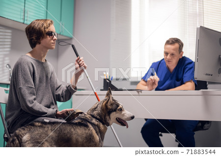 Vet doctor examining a husky guide dog in his clinic 71883544