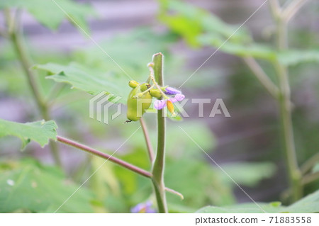 Tsunonasu水果和鮮花 71883558