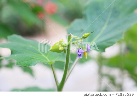 Fruit of Tsunonasu Fruit of Tsunonasu 71883559