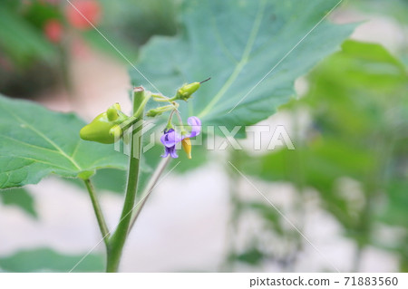 Tunonas flowers Tunonas flowers 71883560
