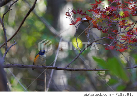 Autumn leaves and Ruribitaki 71883913