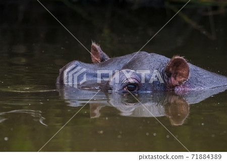 HIPPOPOTAMUS AMPHIBIUS, South Africa 71884389