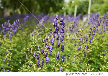 purple inflorescence of aconite on a blurred natural background 71884450