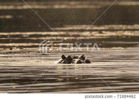 HIPPOPOTAMUS AMPHIBIUS, South Africa HIPPOPOTAMUS AMPHIBIUS, South Africa 71884462
