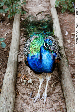 Beautiful blue wild peacock walking on green grass at the garden Beautiful blue wild peacock walking on green grass at the garden 71884495
