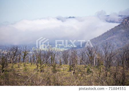 Low clouds in a valley of forest regeneration after bushfires in regional Australia 71884551
