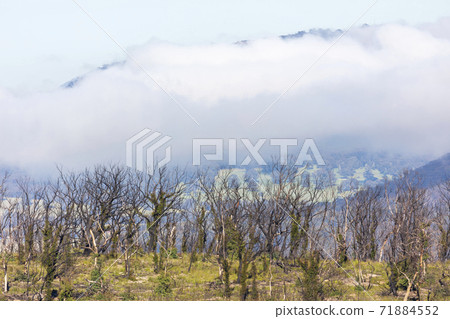Low clouds in a valley of forest regeneration after bushfires in regional Australia Low clouds in a valley of forest regeneration after bushfires in regional Australia 71884552