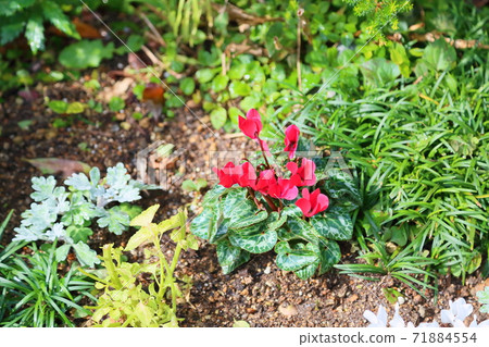 Cyclamen flowers Cyclamen flowers 71884554