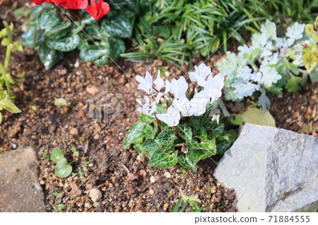 Cyclamen flowers Cyclamen flowers 71884555