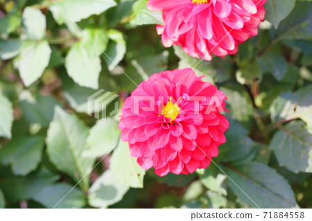 Dahlia flower 71884558