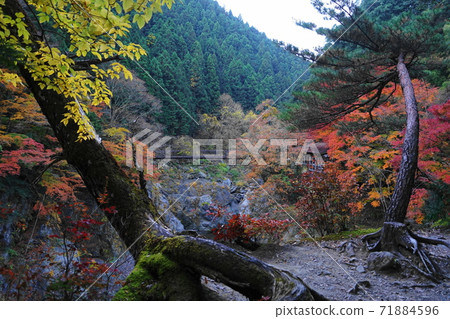 November 145 Okutama Town Hatonosu Kobashi and Hatonosu Canyon Autumn Leaves / Water God View 71884596
