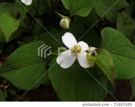 德庫達米花特寫 71885389