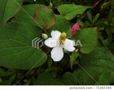 德庫達米花特寫 德庫達米花特寫 71885390