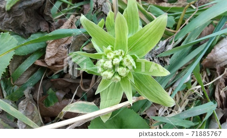 Fukinoto close-up 71885767