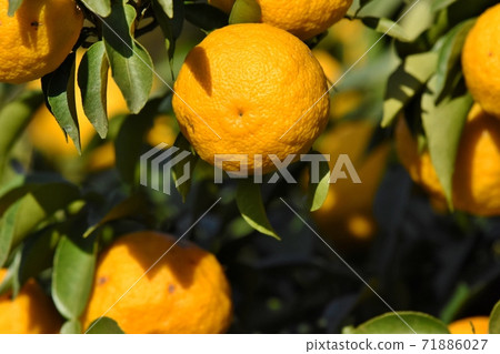 Yuzu's fruit 71886027