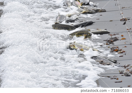 Three-sided river, salmon urai fishing 71886033