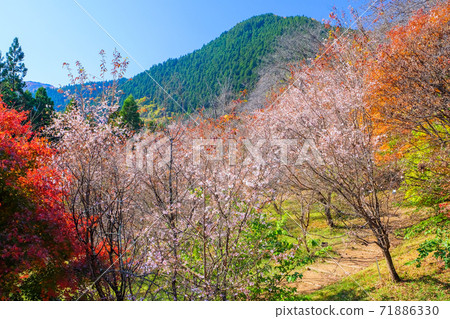 秋葉，冬季櫻花和里山 71886330