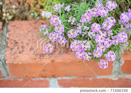 Alissam的花 71886398