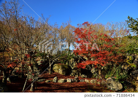 南壇市園部公園秋葉和落葉在藍藍的天空 71886434