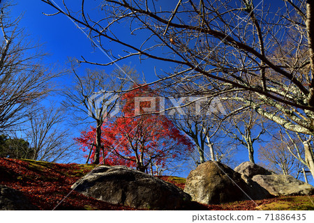 南灘市園部公園深秋紅葉 南灘市園部公園深秋紅葉 71886435