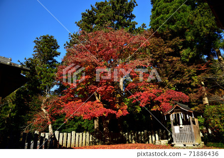 南壇市原始天滿宮神社藍藍的天空和秋天的落葉 南壇市原始天滿宮神社藍藍的天空和秋天的落葉 71886436